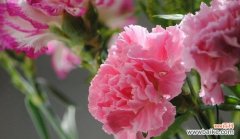 表示尊重的花花语是什么？如何用花表达尊重？