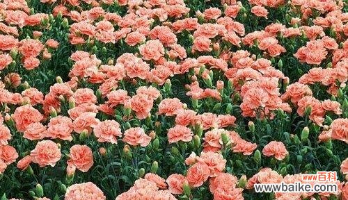 表示尊重的花花语是什么?如何用花表达尊重?