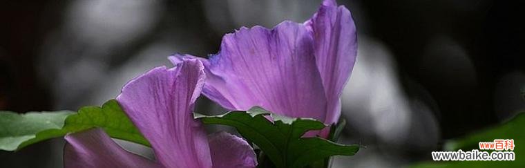 表示遵守时间的花花语是什么？遵守时间的花有哪些特点？