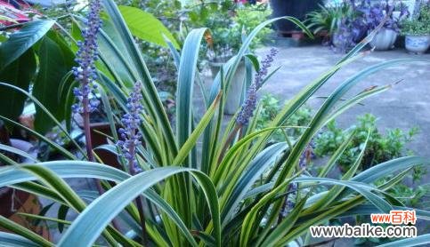 波路开花的形态特征是什么?其寓意与花语有何深意?