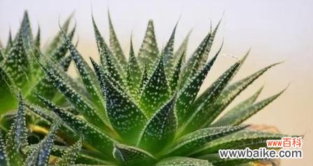 波露花代表什么意思?波露花的花语和象征意义是什么?