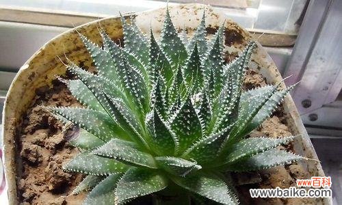 波露花代表什么意思?波露花的花语和象征意义是什么?