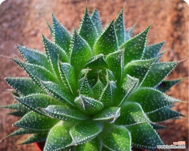 波露花代表什么意思?波露花的花语和象征意义是什么?