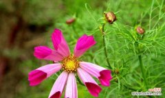 波斯菊的花语是什么？它的寓意象征意义有哪些？