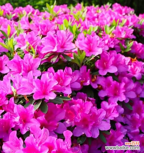 杜鹃花颜色不同花语有何区别?