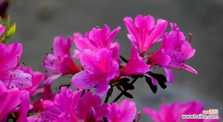 杜鹃花颜色不同花语有何区别?