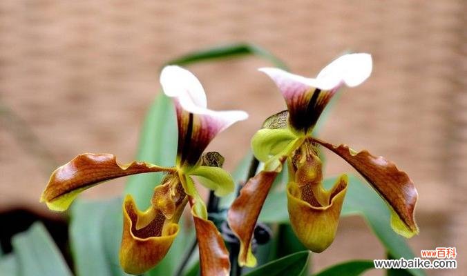 洋兰花语有哪些？不同颜色洋兰代表什么意义？