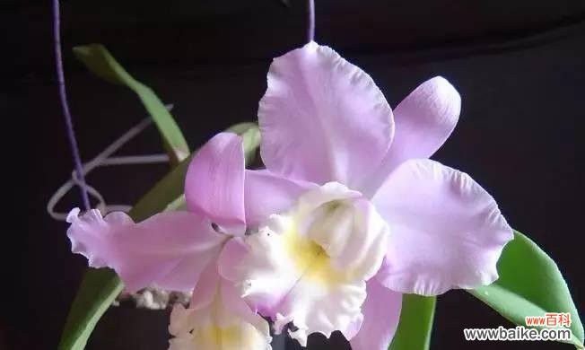 洋兰花语有哪些？不同颜色洋兰代表什么意义？