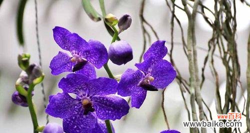 洋兰花语有哪些？不同颜色洋兰代表什么意义？