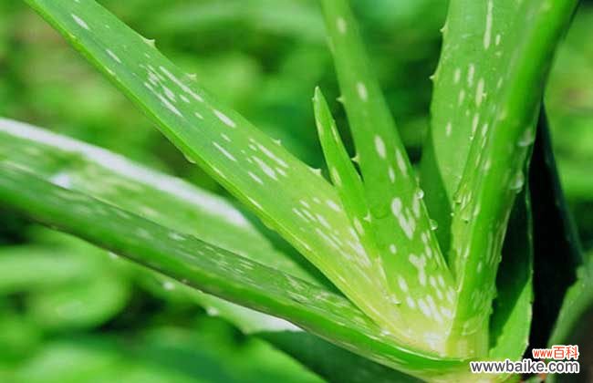 芦荟涂在脸上有什么作用?(每天用新鲜芦荟擦脸有什么效果吗