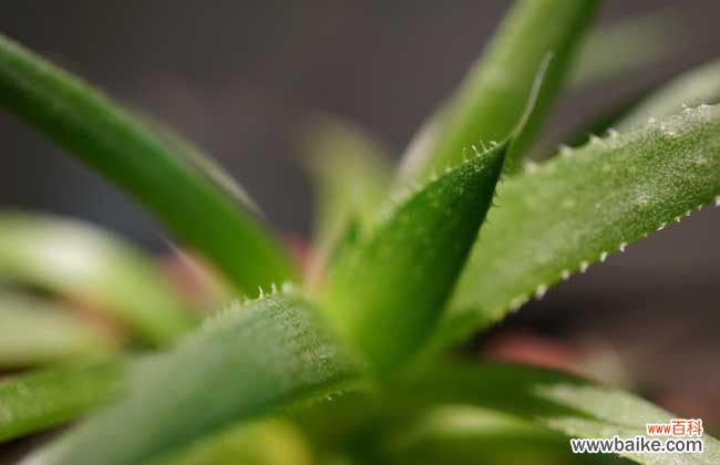 芦荟涂在脸上有什么作用?(每天用新鲜芦荟擦脸有什么效果吗