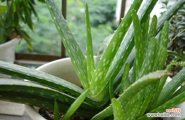 芦荟涂在脸上有什么作用?(每天用新鲜芦荟擦脸有什么效果吗