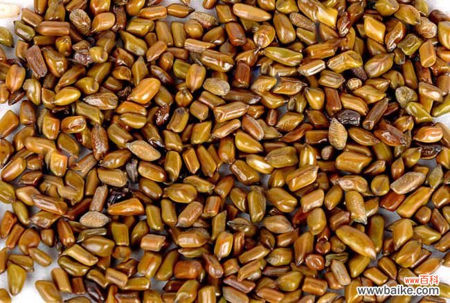 决明子可以天天喝吗 决明子减肥功效是真的吗?