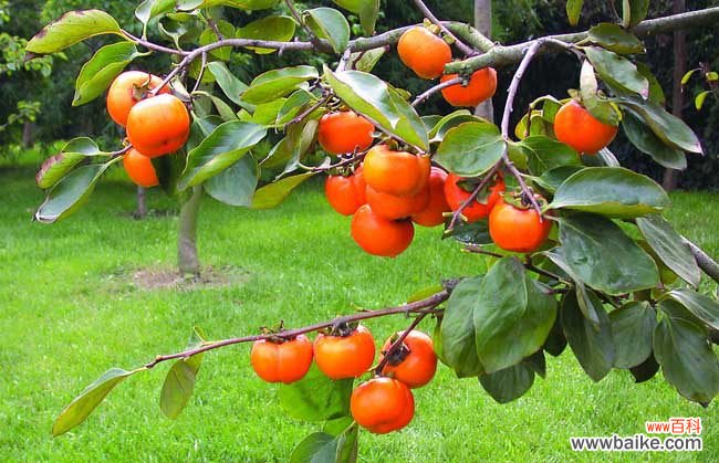 空腹吃了4个柿子 空腹吃柿子会怎么样?