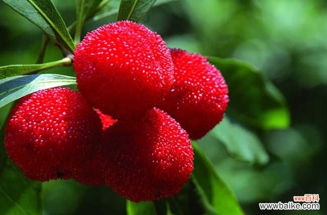 凤梨吃多了上火吗 杨梅吃多了会上火吗?