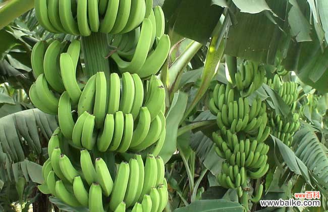 吃香蕉什么时间吃是最佳的 香蕉什么时候吃最好？