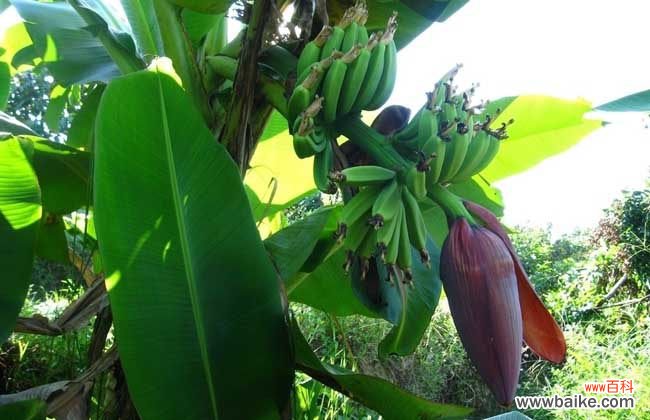 吃香蕉什么时间吃是最佳的 香蕉什么时候吃最好？