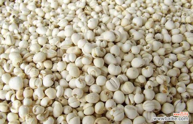 知母与贝母的功效区别 知母贝母的故事和启示