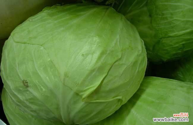 卷心菜生吃会中毒吗 卷心菜能生吃吗？