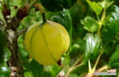 灯笼果哪些人不能吃 灯笼果怎么吃最好？