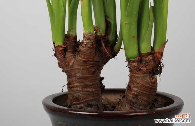 滴水观音能放在卧室里养吗 滴水观音能养殖在放卧室吗?