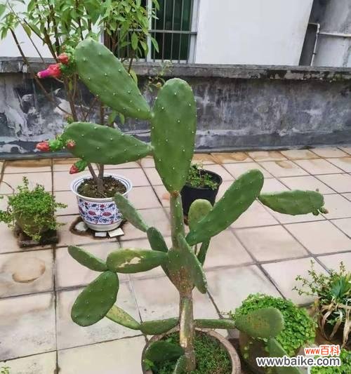 仙人棒开花的诀窍与养护技巧 怎样养护仙人棒才能促使其开花？