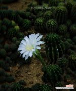 仙人棒开花的诀窍与养护技巧 怎样养护仙人棒才能促使其开花？