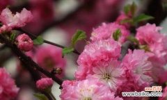 解决榆叶梅黄叶问题的8个方法 如何应对养殖榆叶梅黄叶问题