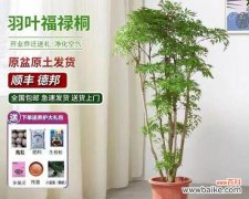 掌握5个技巧，让福禄桐绿意盎然 福禄桐叶子发黄的原因与治理方法