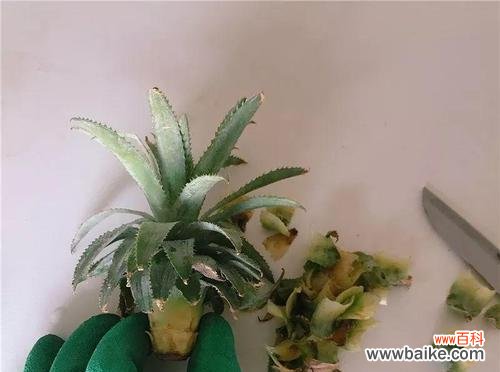 水养方法详解 菠萝菊的养殖技巧