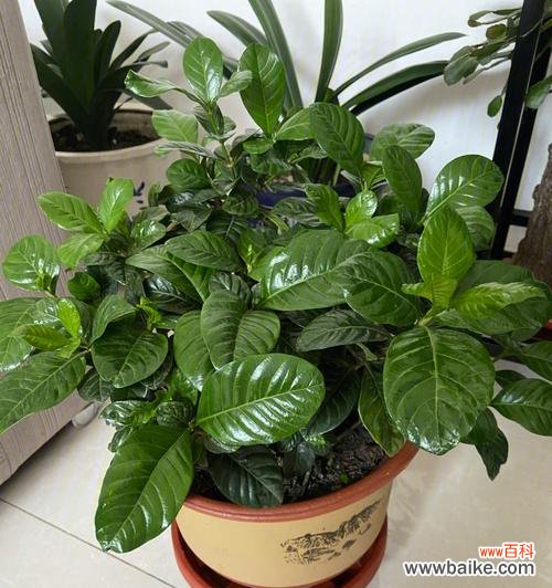 从营养、浇水到病虫害防治，教你轻松养活栀子花 栀子花养护指南