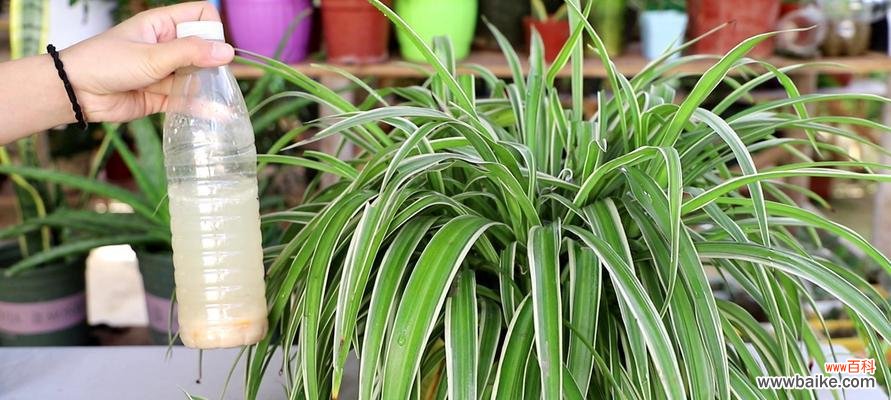 吊兰，多样化的绿色植物 探秘吊兰的品种和美丽