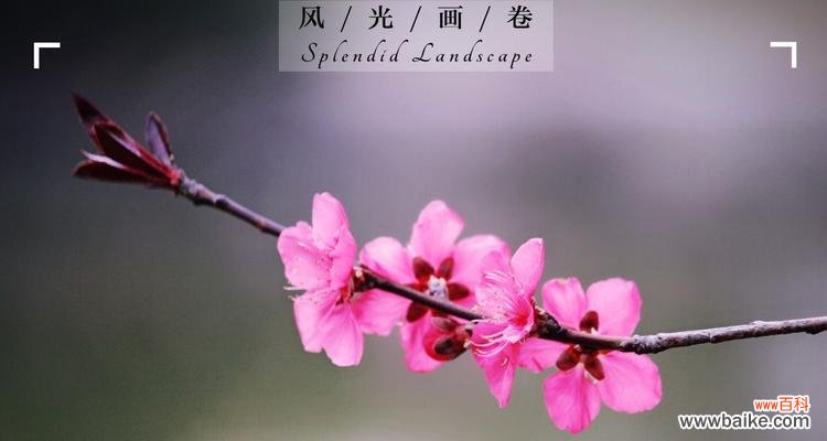 探寻二月开花的奥秘,赏美如画的花海景观 二月的花海,让春天提前来临