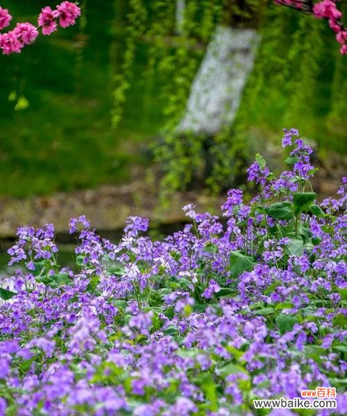探寻二月开花的奥秘,赏美如画的花海景观 二月的花海,让春天提前来临