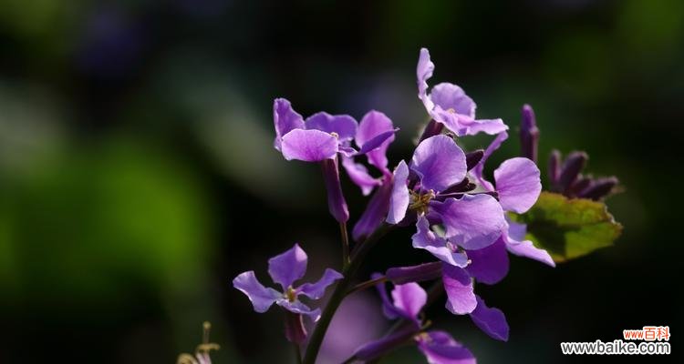 探寻二月开花的奥秘,赏美如画的花海景观 二月的花海,让春天提前来临