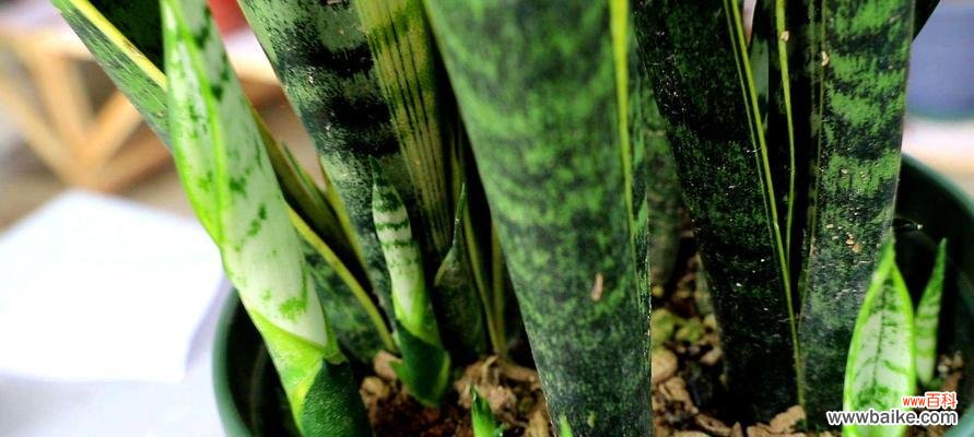 打造健康生长的黄金植物 金边虎皮兰的养殖技巧