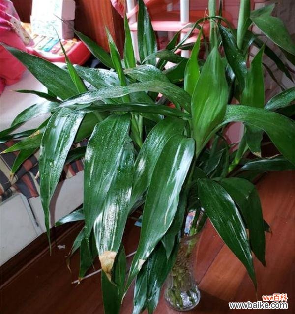 养护技巧与注意事项 如何养好富贵竹