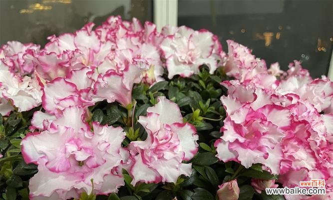 掌握四季养护技巧，美丽绽放不再难 如何养护杜鹃花？
