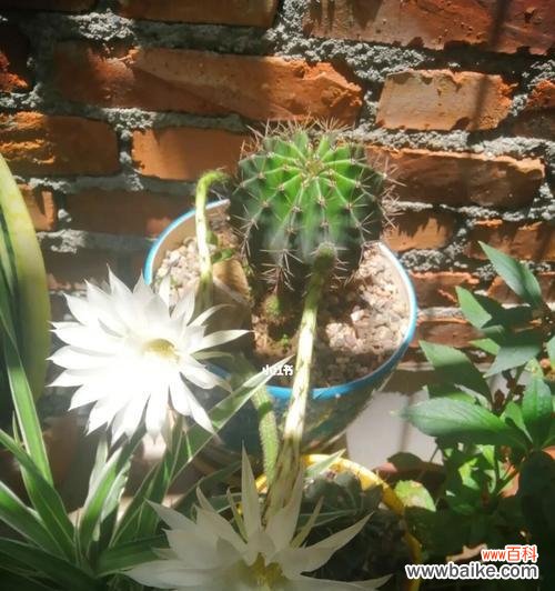 打造你家最美的仙人球花园 仙人球的养护与开花