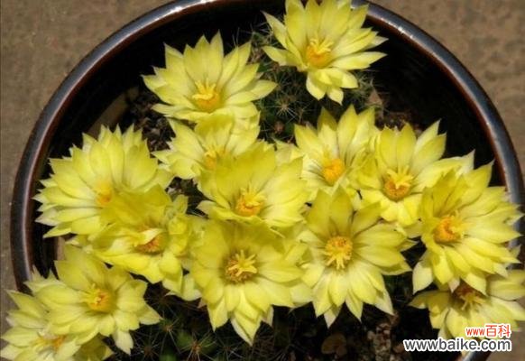 打造你家最美的仙人球花园 仙人球的养护与开花