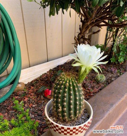 打造你家最美的仙人球花园 仙人球的养护与开花