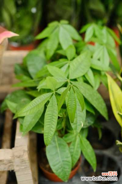 发财树鸭掌木…叶子哗哗掉,还指望它镇宅守业?