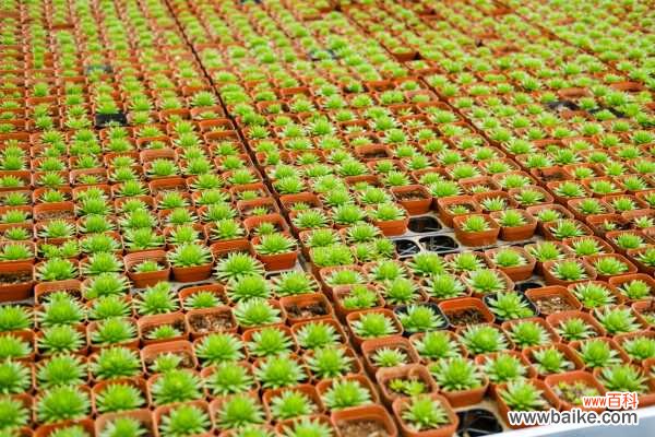 多肉掉叶子是怎么回事