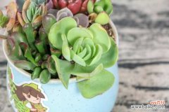 多肉掉叶子是怎么回事