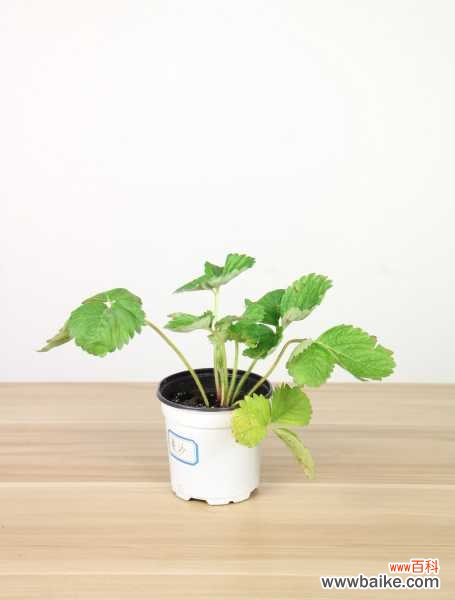 三角梅在秋天总徒长不开花？注意这3点，30天长出小花苞