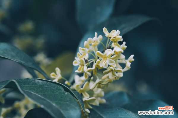 盆栽桂花掉叶子怎么办