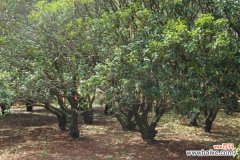 盆栽桂花干叶子怎么办