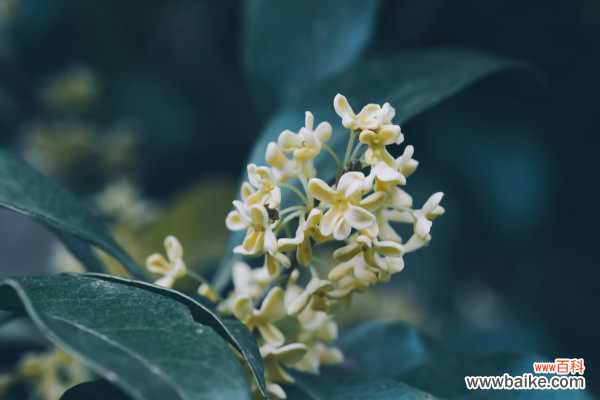 桂花掉叶子是怎么补救