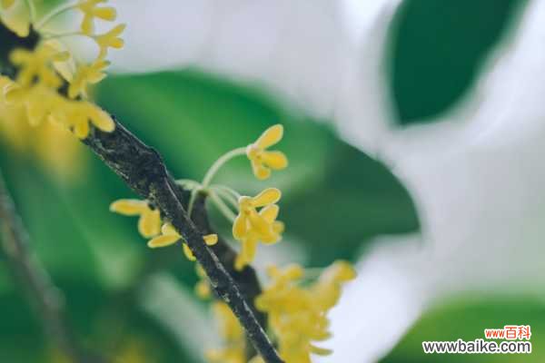 桂花掉叶子是怎么补救