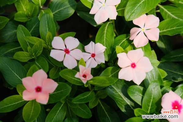 长春花叶子卷了怎么办